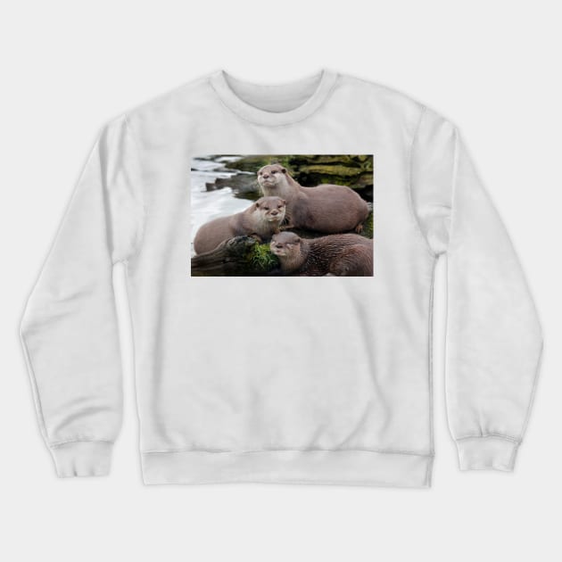 Asian short clawed otter Crewneck Sweatshirt by jwwallace